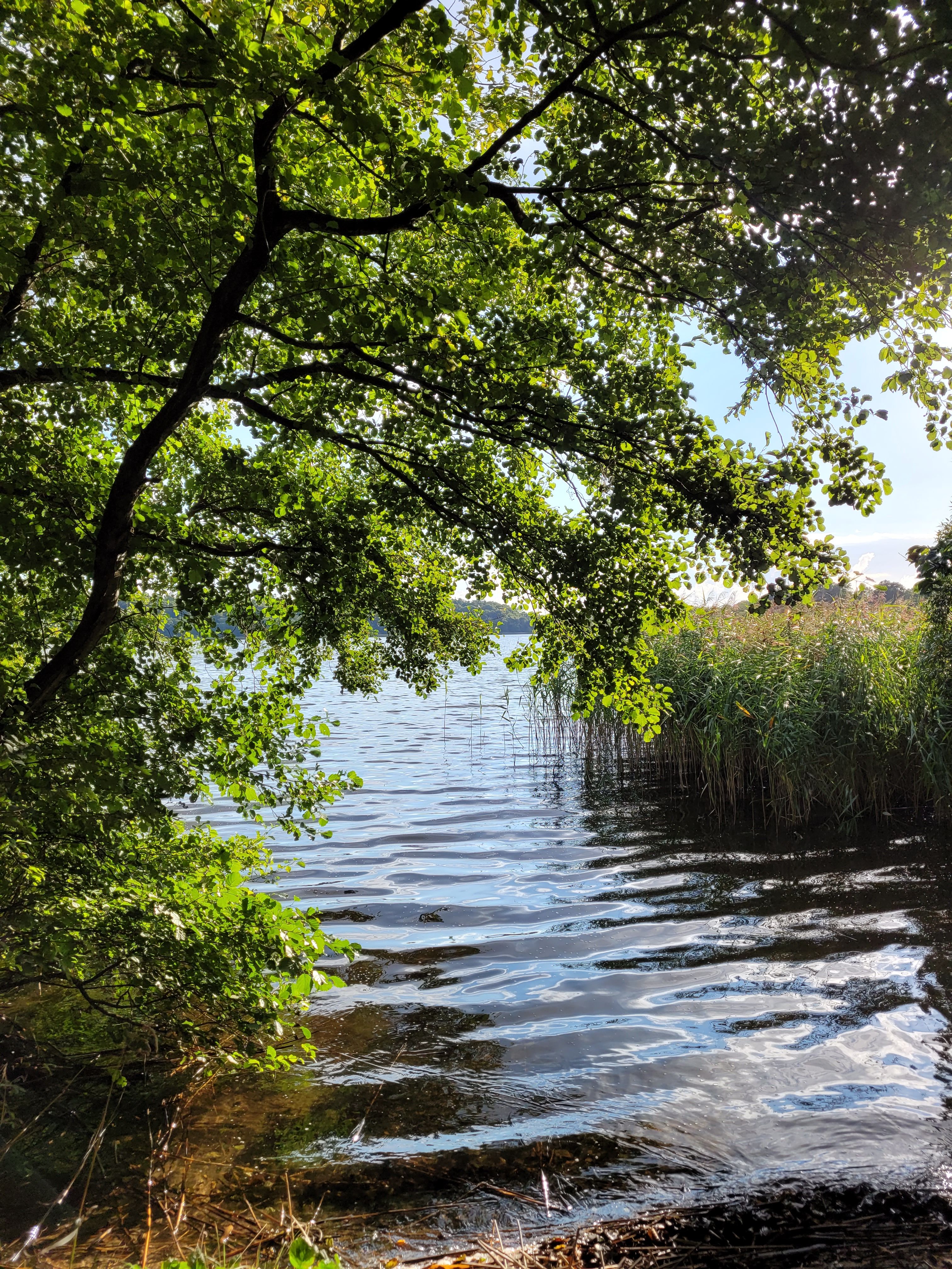 Forest and water