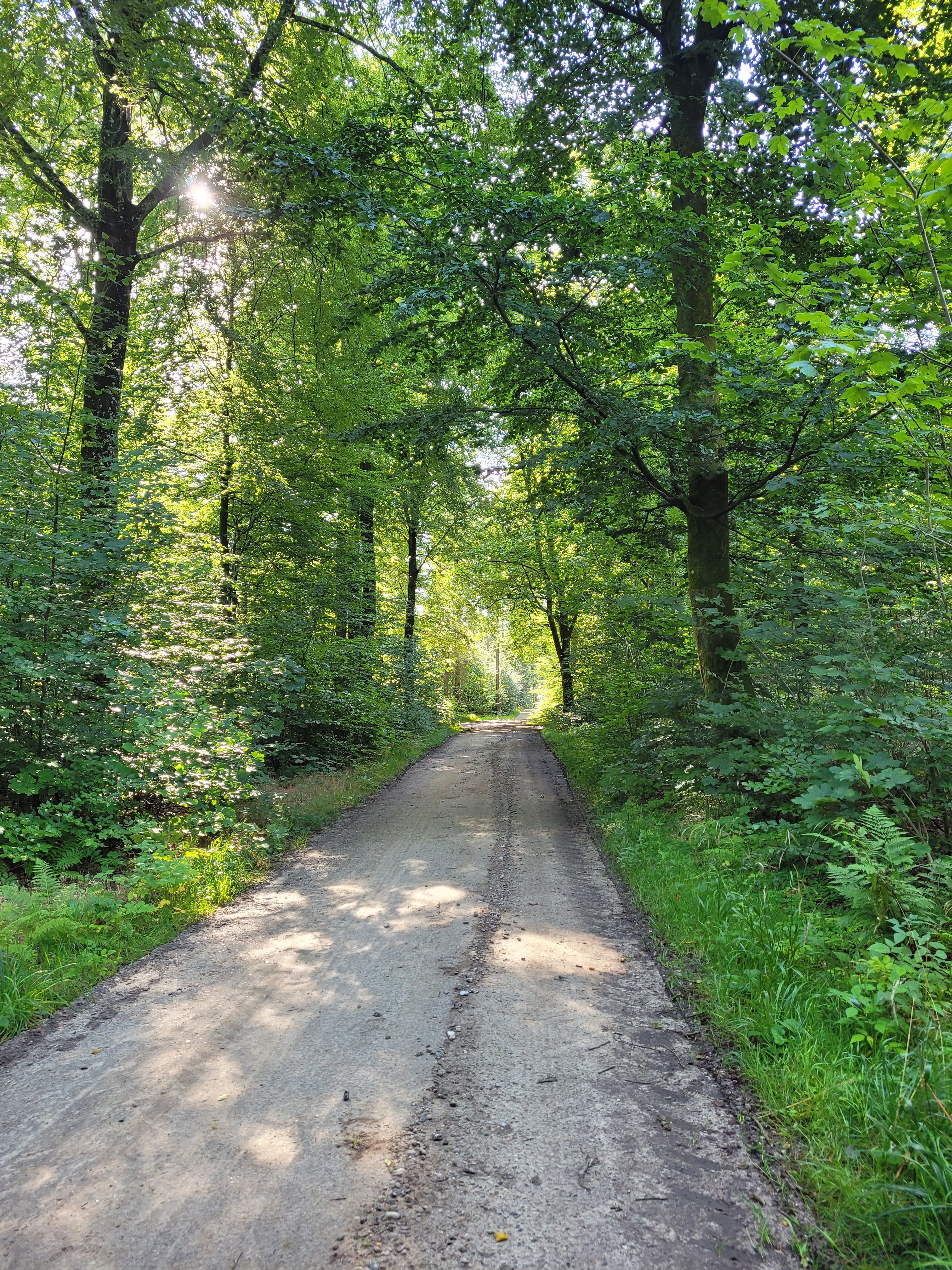 Forest path