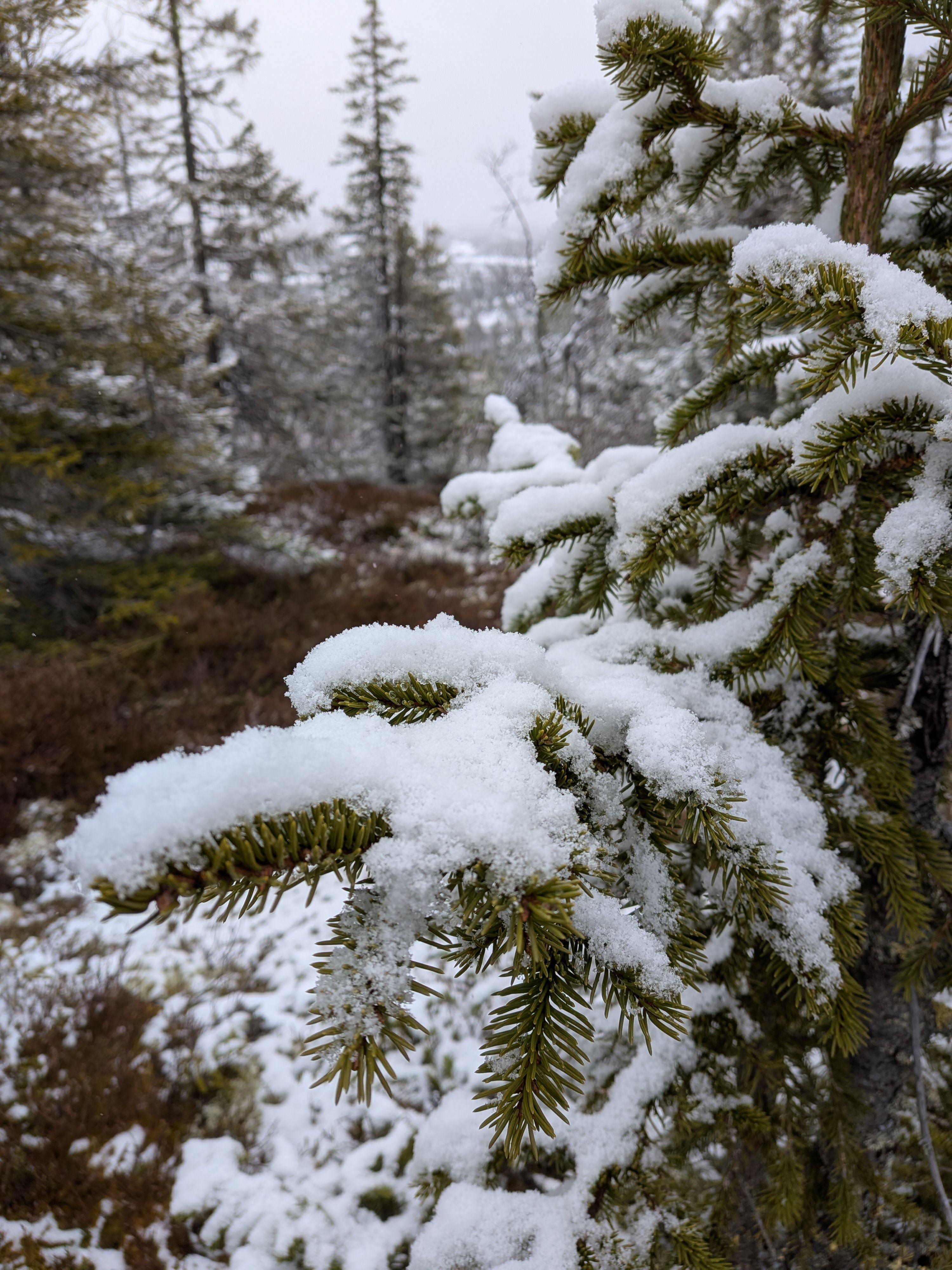 Snow on tree